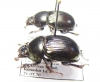 Phelotrupes laevistriatus  Russia, Kunaschir isl. - INSECTS-STORE.RU