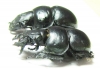 Lethrus elephas, pair  Greece - INSECTS-STORE.RU
