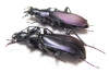 Carabus (Archiplectes) daphnis askhicus, pair  Georgia - INSECTS-STORE.RU