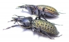 Carabus (Coptolabrus) formosus brockmanni, pair  China - INSECTS-STORE.RU