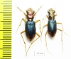 Tetracha ? sobrina, pair  Peru - INSECTS-STORE.RU