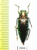 Buprestidae sp.  Indonesia, Buru isl. - INSECTS-STORE.RU