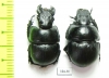 Lethrus elephas, pair  Greece - INSECTS-STORE.RU