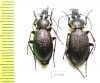 Carabus (Carabulus) obovatus, pair  Russia, Khakassia reg. - INSECTS-STORE.RU