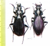 Carabus (Archiplectes) daphnis askhicus, pair  Georgia - INSECTS-STORE.RU