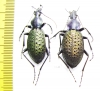 Carabus (Coptolabrus) formosus brockmanni, pair  China - INSECTS-STORE.RU