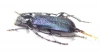 Ropalopus insubricus  Croatia - INSECTS-STORE.RU