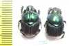 Proagoderus extensus, pair  Tanzania - INSECTS-STORE.RU