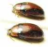 Platydema indicum, pair  Vietnam - INSECTS-STORE.RU