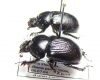 Phelotrupes orientalis  China - INSECTS-STORE.RU