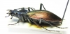 Ceroglossus sp.  Chile - INSECTS-STORE.RU
