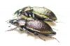 Carabus (Carabulus) obovatus, pair  Russia, Khakassia reg. - INSECTS-STORE.RU