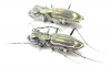 Cicindelinae sp., pair  Zambia - INSECTS-STORE.RU