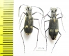 Cicindelinae sp., pair  Zambia - INSECTS-STORE.RU