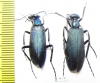 Cyaneolytta sp., pair  Zimbabwe - INSECTS-STORE.RU