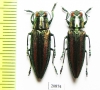 Iridotaenia tonkinea  Laos - INSECTS-STORE.RU