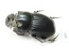 Copris sp.  Ecuador - INSECTS-STORE.RU