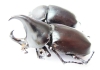 Xylotrupes gideon australicus, pair  Australia - INSECTS-STORE.RU