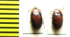 Platydema indicum, pair  Vietnam - INSECTS-STORE.RU