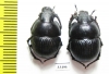 Lethrus frantsevichi, pair  Tajikistan - INSECTS-STORE.RU