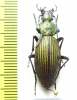 Ceroglossus sp.  Chile - INSECTS-STORE.RU
