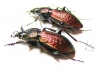Carabus (Sphodristocarabus) armeniacus pseudoarmeniacus, pair  Georgia - INSECTS-STORE.RU