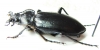 Calosoma macrum  USA - INSECTS-STORE.RU
