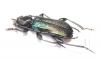 Ropalopus insubricus  Croatia - INSECTS-STORE.RU