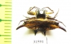 Arachnida sp.  Indonesia, Java - INSECTS-STORE.RU