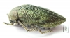 Julodis ehrenbergii ssp.  Turkey - INSECTS-STORE.RU