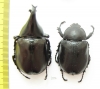 Xylotrupes gideon australicus, pair  Australia - INSECTS-STORE.RU