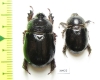 Temnorhynchus sp., pair  Namibia - INSECTS-STORE.RU