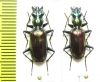 Carabidae sp.  Malaysia, Borneo - INSECTS-STORE.RU
