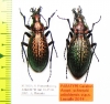 Carabus (Acoptolabrus) schrencki askoldensis, pair  Russia, Askold isl. PARATYPUS - INSECTS-STORE.RU