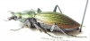 Ceroglossus sp.  Chile - INSECTS-STORE.RU