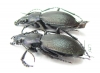 Carabus (Tomocarabus) decolor, pair  Russia, Karachaevo-Cherkessia reg. - INSECTS-STORE.RU