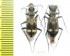 Cicindelinae sp., pair  Zambia - INSECTS-STORE.RU
