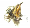 Arachnida sp.  Indonesia, Java - INSECTS-STORE.RU