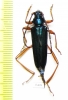 Cerambycidae sp.  Togo - INSECTS-STORE.RU