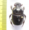 Catharsius sp.  Gabon - INSECTS-STORE.RU