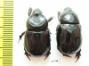 Cheiroplatys nitidus, pair  Australia - INSECTS-STORE.RU
