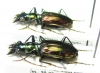 Carabidae sp.  Malaysia, Borneo - INSECTS-STORE.RU