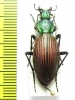 Ceroglossus sp.  Chile - INSECTS-STORE.RU