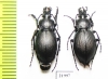 Carabus (Tomocarabus) decolor, pair  Russia, Karachaevo-Cherkessia reg. - INSECTS-STORE.RU
