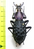 Carabus (Coptolabrus) pustulifer pratti  China - INSECTS-STORE.RU