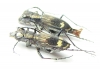 Cicindelinae sp., pair  Zambia - INSECTS-STORE.RU