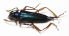 Cerambycidae sp.  Togo - INSECTS-STORE.RU