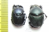 Proagoderus gibbiramus, pair  Tanzania - INSECTS-STORE.RU