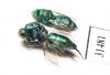 Chrysididae sp.  Kazakhstan - INSECTS-STORE.RU