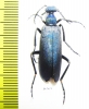 Cyaneolytta sp.  Zimbabwe - INSECTS-STORE.RU